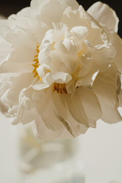 Fresh White Peony Flower Petals Under Soft Sunlight