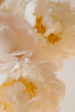 Fresh White And Pink Peony Flowers