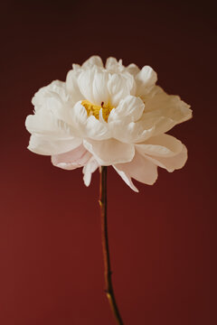 Single White Peony Stem In Full Bloom Over Deep Crimson Background