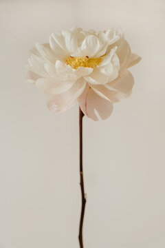 Delicate White Peony Flower Standing Isolated On Off White Background