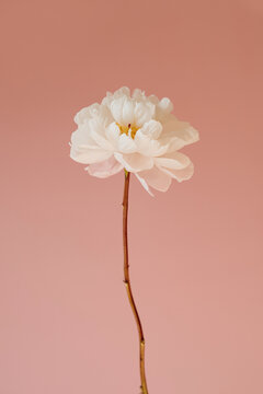 White Peony Stem In Full Bloom Over Dusty Pink Backdrop