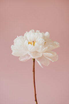 Single White Peony Flower Standing against Pink Wall