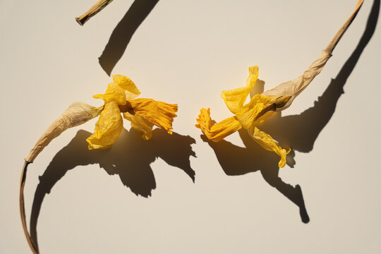 Aesthetic Still Life Of Dried Yellow Flowers With Graceful Curved Stems And Sharp Shadows