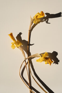 Withered Yellow Botanical Flowers Spreading Across Light Warm Neutral Background