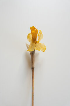 Minimalist Flat Lay Of Dry Yellow Flower Showing Translucent Petal Texture On White Surface
