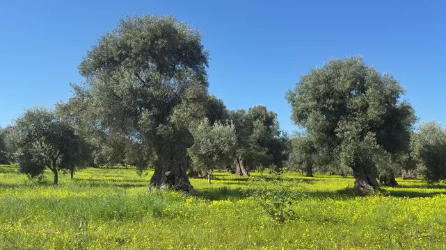 Olive grove near Ostuni with centuries-old trees and red earth, Puglia, Italy