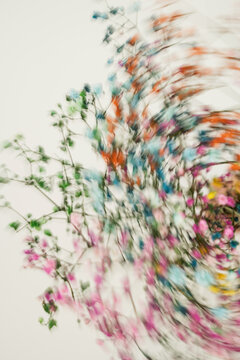 Creative Blur Effect On Colorful Dried Gypsophila Flowers Vertical View