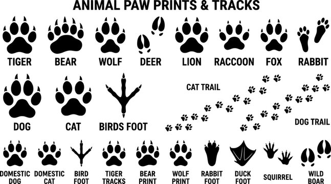Animals Paw Prints Vector Set, Cartoon Mammal Footprints, Black Bird Foot, Wild Animal Feet Silhouettes of Tiger, Cat, Dog, and Pet Tracks