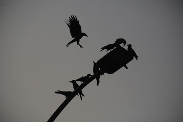 Fototapeta premium A flock of birds perched on a lamppost.