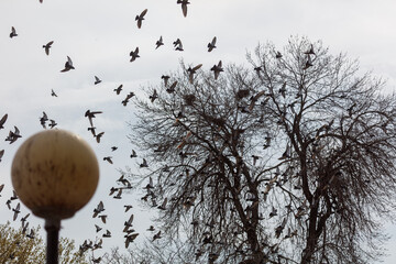 Fototapeta premium Birds fly above bare tree branches and a street lamp