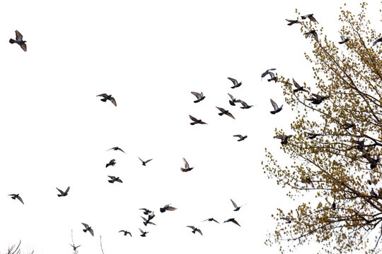Silhouettes of birds fly against a bright sky