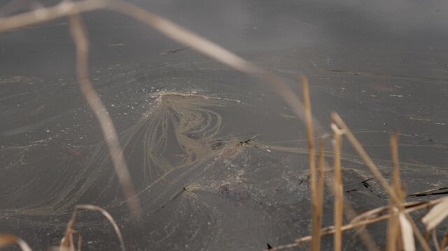 Close-up of river surface with dark green dirty patches drifting on the water. Reed stems in the foreground create depth, while murky tones highlight pollution, contamination and environmental damage.
