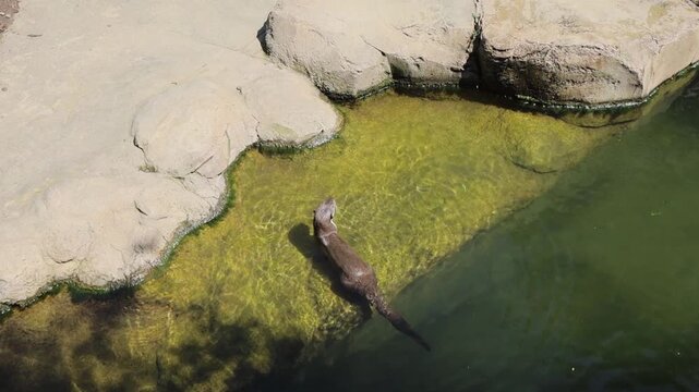 Otter calling for its family