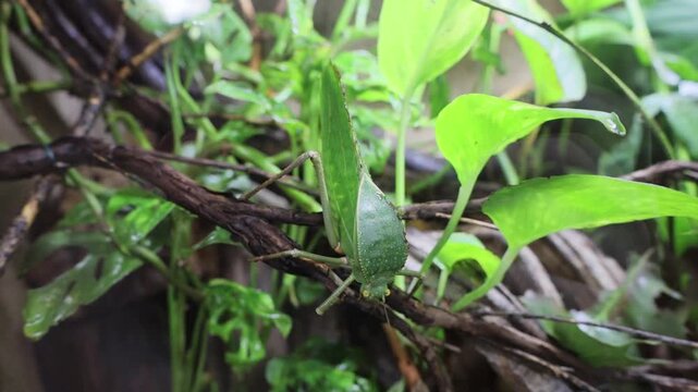 the great green flying bush-cricket