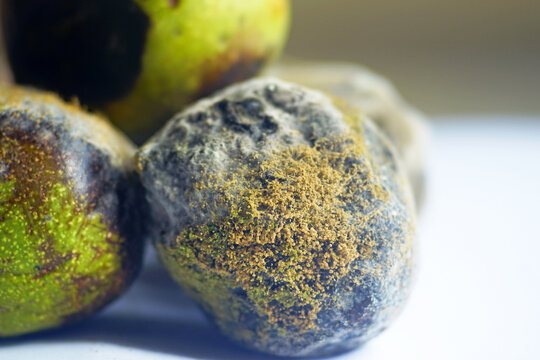 Close-up of walnut husk densely coated with yellow mold spores and gray mycelium. Captures microscopic fungal spore texture, Aspergillus-type mold growth, and organic decay detail on nut surface.