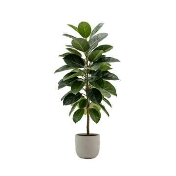 Ficus elastica rubber plant in a minimalist grey ceramic pot. Indoor houseplant with large green leaves isolated on a white background for interior design