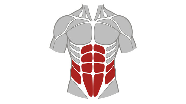 Anatomical Illustration of Human Male Torso with Highlighted Abdominal Muscles, Rectus Abdominis and External Obliques for Fitness, Health, and Medical Education on White Background