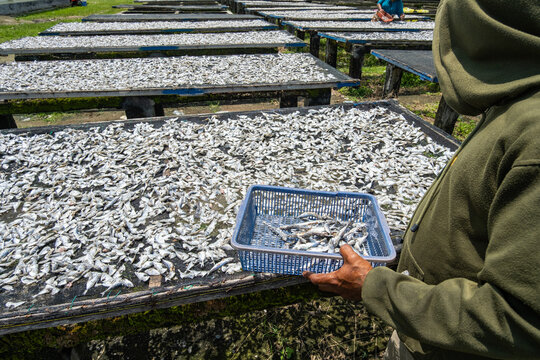 Worker collecting dried fish from traditional outdoor racks seafood processing and preservation activity