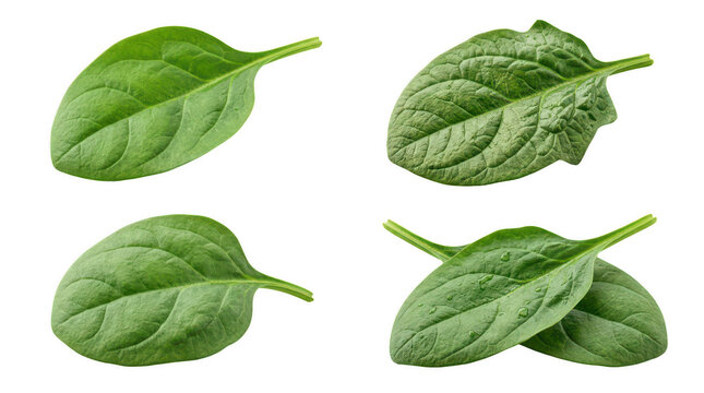 Fresh vibrant green spinach leaves arranged neatly on white background transparent background