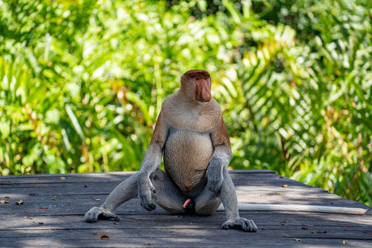 Proboscis monkey sitting on wooden platform in wild, Malaysia. An adult male proboscis monkey sitting on wooden boardwalk or deck against lush green tropical forest background in bright daylight
