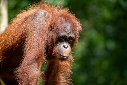 Orangutan portrait in natural jungle environment closeup. Portrait of thoughtful orangutan with bright reddish-brown fur looking sideways against blurred green forest background, Malaysia