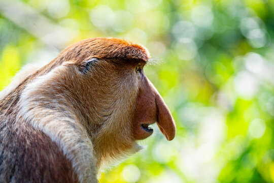 Proboscis monkey profile portrait closeup in wild nature. Side profile closeup portrait of adult male proboscis monkey showing its unique large nose against a vibrant blurred green forest background