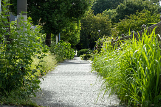 歩道にはみ出す雑草