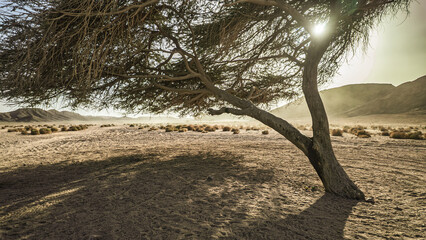 Lone acacia tree standing in arid desert landscape