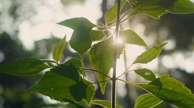 Wild green grasses and herbaceous plants illuminated by warm golden backlight, with the camera slowly panning upward along a plant stem in a natural tropical forest setting.