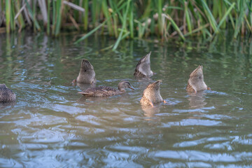 Fototapeta premium Group of dabbling ducks feeding in reed-lined freshwater pond at dusk with soft rippling water