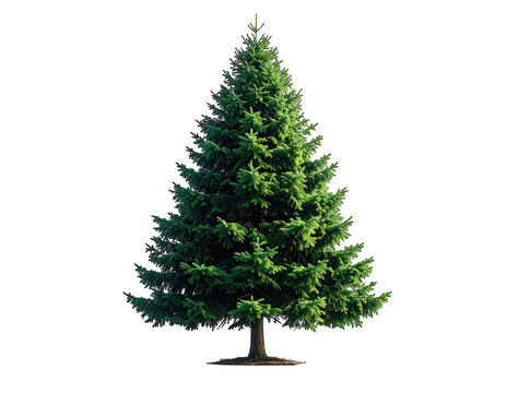 a high quality stock photograph of a single christmas pine tree isolated on a white background