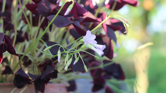 Purple Shamrock Plant with Vibrant Violet Leaves in a Garden
