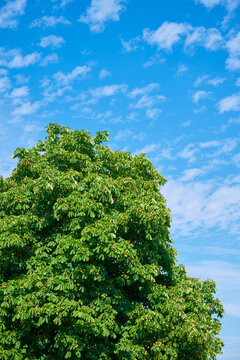 Close-up of the crown of a leafy tree in a public park in Copenhagen, Denmark.