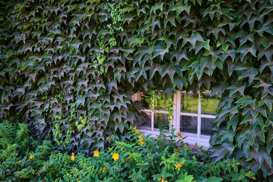 Window surrounded by ivy in a typical Danish building in Copenhagen.