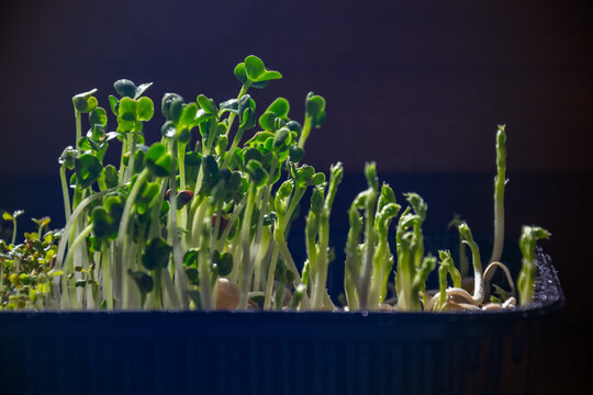 Fresh green pea shoots and alfalfa microgreens growing in plastic tray container indoors for healthy raw vegan nutrition