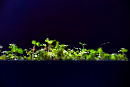 Small green arugula microgreens growing inside container under dark background for organic healthy nutrition and cooking