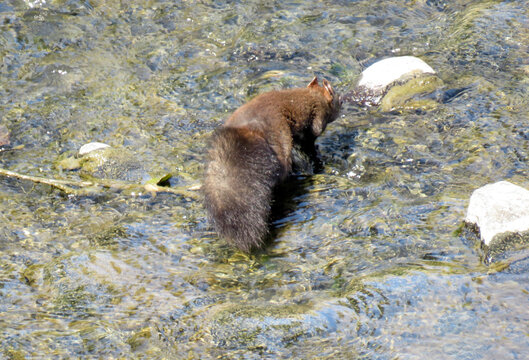 A squirrel in the water of a river. In Romania