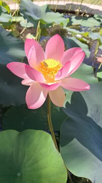 Close up vertical video of pink lotus flower blowing gently in wind on sunny day