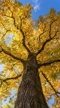 Looking up at a chestnut tree with bright yellow autumn leaves