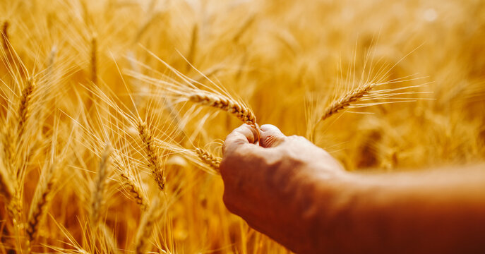 Close-up shows farmer examining wheat stalks in field bathed in sunlight. Agronomist&rsquo;s hands touch crop, checking its quality at sunset. Concept of the harvest, beauty, and agriculture.