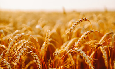 Obraz premium Wheat plants grow in a field with golden color at sunset. Sunlight shines through the stalks, creating a natural glow and highlighting the texture of the wheat.