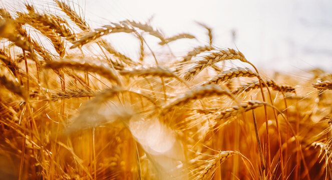 Wheat plants grow in a field with golden color at sunset. Sunlight shines through the stalks, creating a natural glow and highlighting the texture of the wheat.
