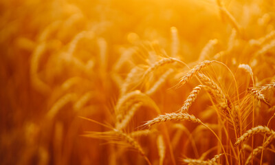 Obraz premium Wheat plants grow in a field with golden color at sunset. Sunlight shines through the stalks, creating a natural glow and highlighting the texture of the wheat.