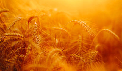 Obraz premium Wheat plants grow in a field with golden color at sunset. Sunlight shines through the stalks, creating a natural glow and highlighting the texture of the wheat.