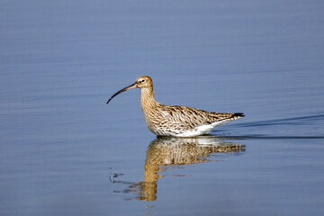 Fototapeta premium shorebirds, marshes and ponds, Europe, migratory birds