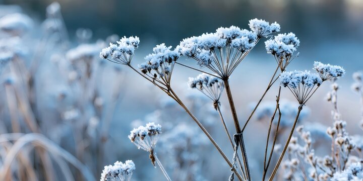 Frozen plants covering field with hoarfrost in winter