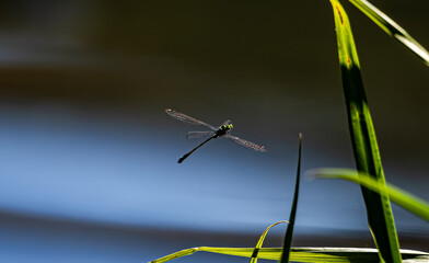 Close-up of a damselfly hovering in mid-air in bright sunlight near green grass blades. Natural lighting highlights the transparent wings of the insect against a blurry dark water background. © yevgeniysh