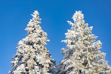 Snowy idyllic forest on a sunny clear cold day. © astrosystem