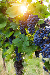 Grapes hanging on grapevine in vineyard ready for autumn harvest and wine making