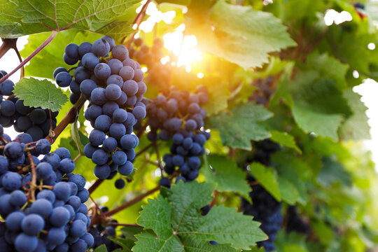 Grapes hanging on grapevine in vineyard ready for autumn harvest and wine making